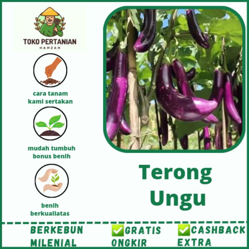 50 benih bibit terong ungu super siap tanam