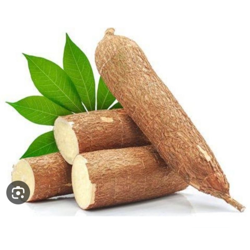 

singkong/ ketela pohon/ pohong