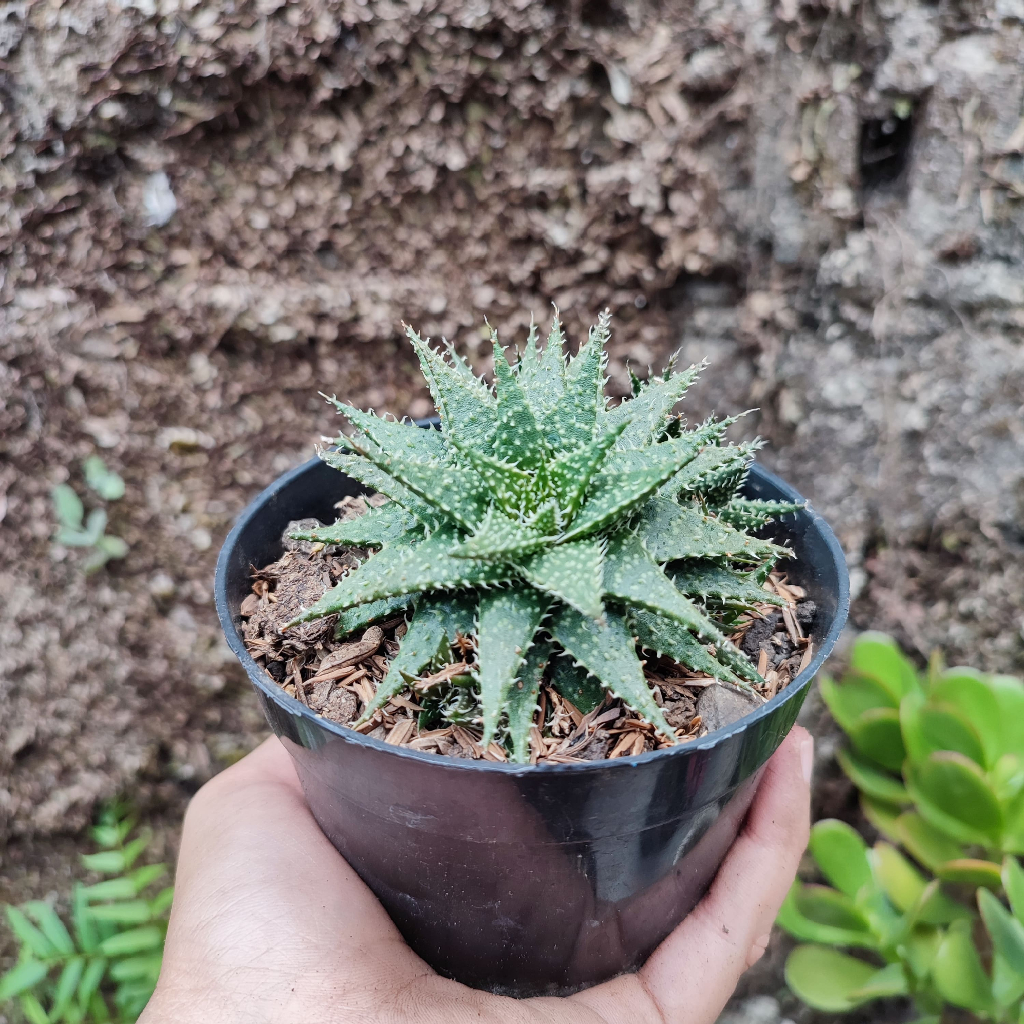 Aloe Pepe | DP 10 Cm | Aloe