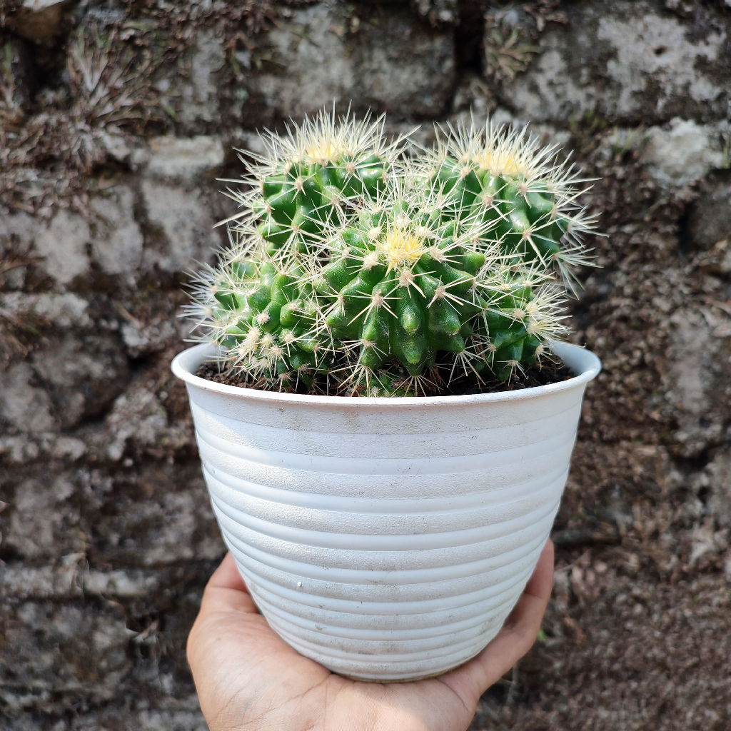 Echinocactus Grusoni (Golden Barrel) | DP 15 Cm | Kaktus