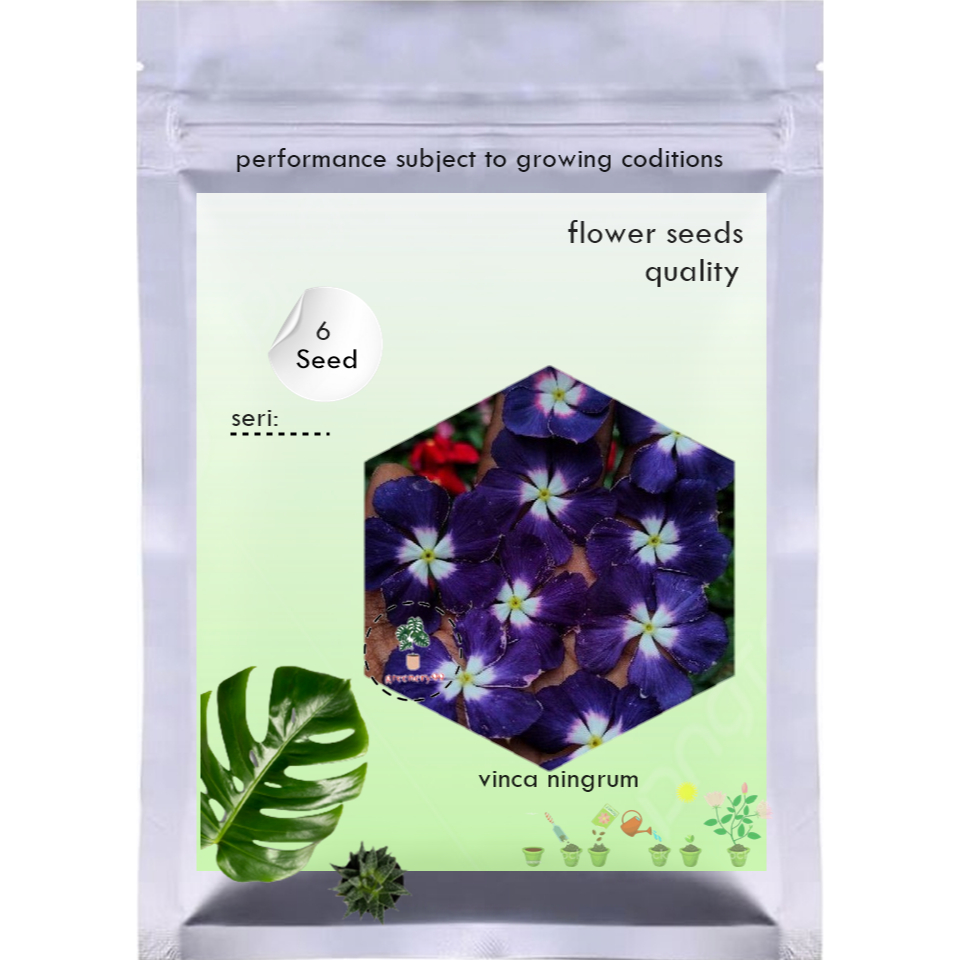 Benih Bibit Biji Bunga Vinca Ningrum Black Hallo