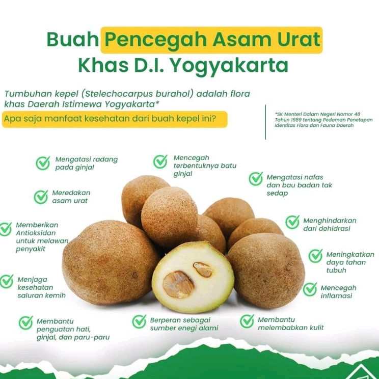 

BUAH KEPEL BURAHOL 1KG READY ORDER LANGSUNG KIRIM