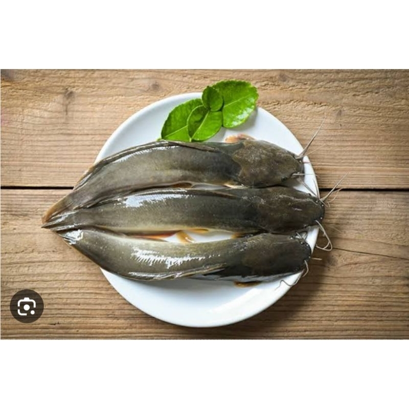 

Lele Segar 1 kg