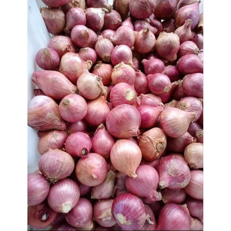 

Bawang Merah Balery/India