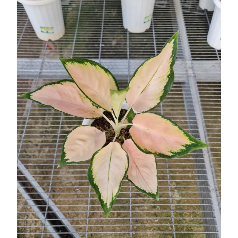 Aglonema Kocin Sutra