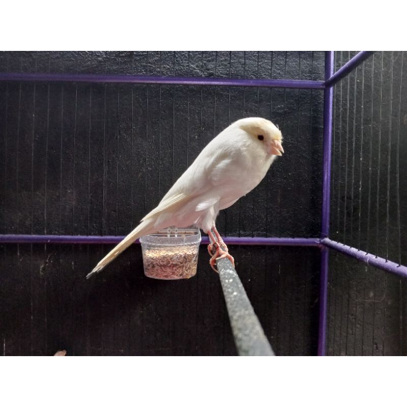 kenari import TKF 2022 big pejantan isi