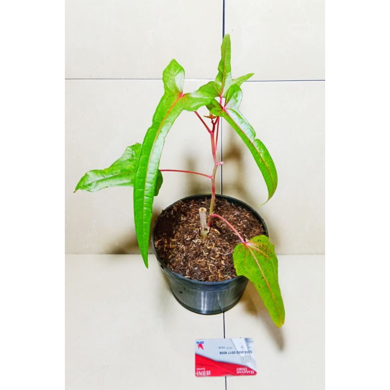 Abhel Mouchus SP papua