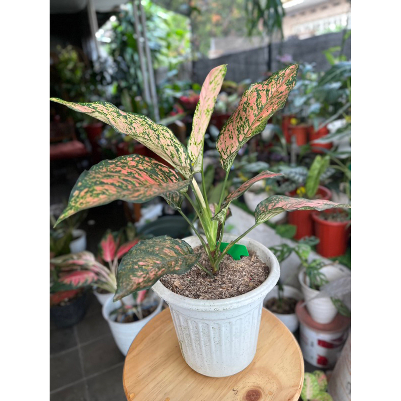 Aglaonema Ruby Fanta
