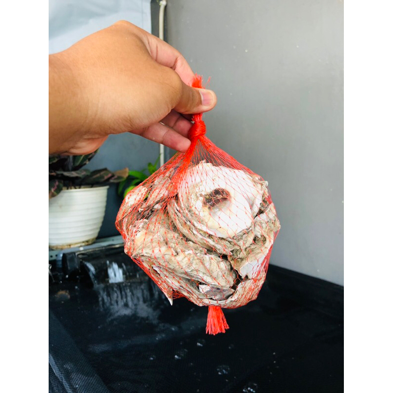 OYSTER SHELL PH BUFFER MEDIA FILTER AIR