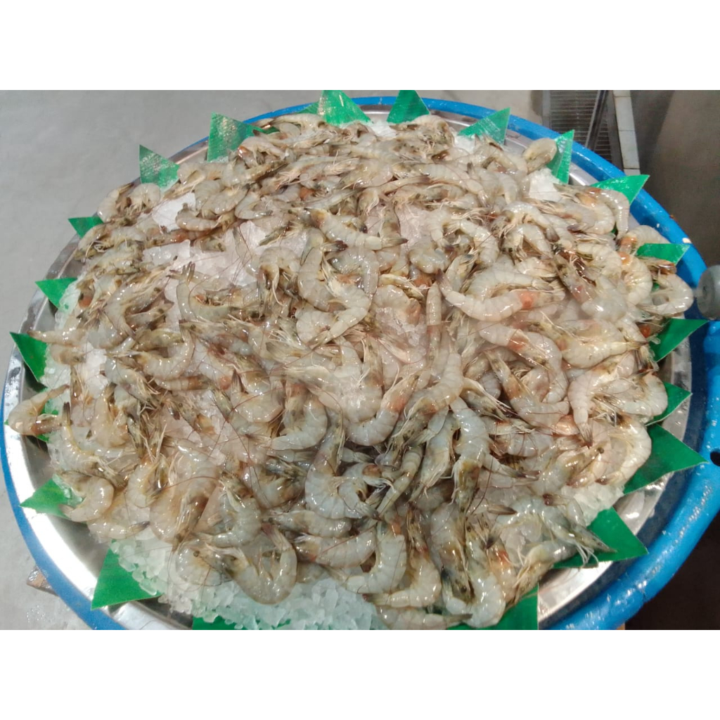 

UDANG SEGAR BESAR 1000 GRAM