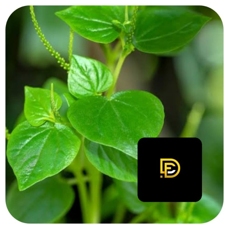 

Daun sirih cina daun suruhan daun ketumpang air 500 gram segar-az