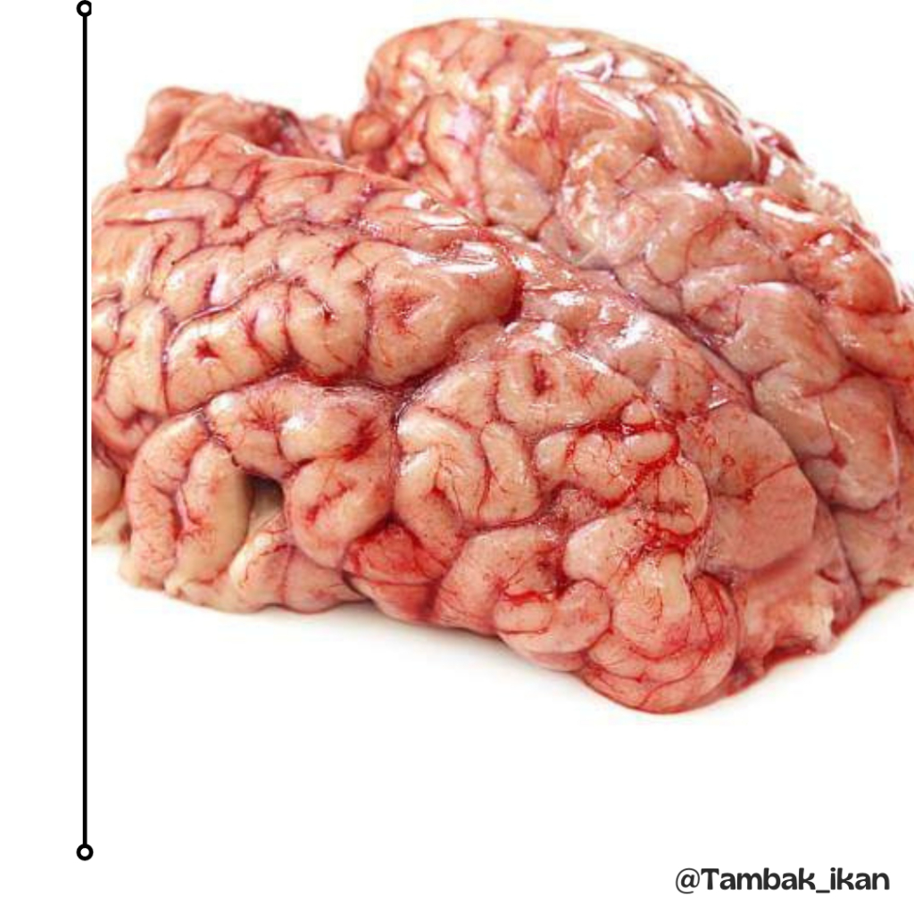 

Ready Otak Sapi Segar Premium