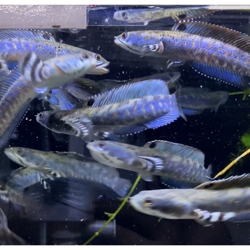 FarhanFish Chana BP/blue pulcra kualitas terbaik bahan kontes