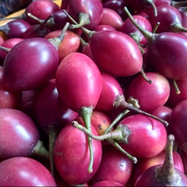 

Terong Belanda Fresh / 1 Kg
