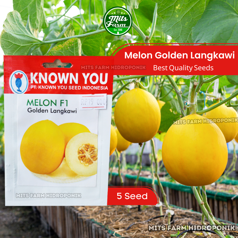 Benih Bibit Melon Kuning Golden Langkawi - Known You Seed