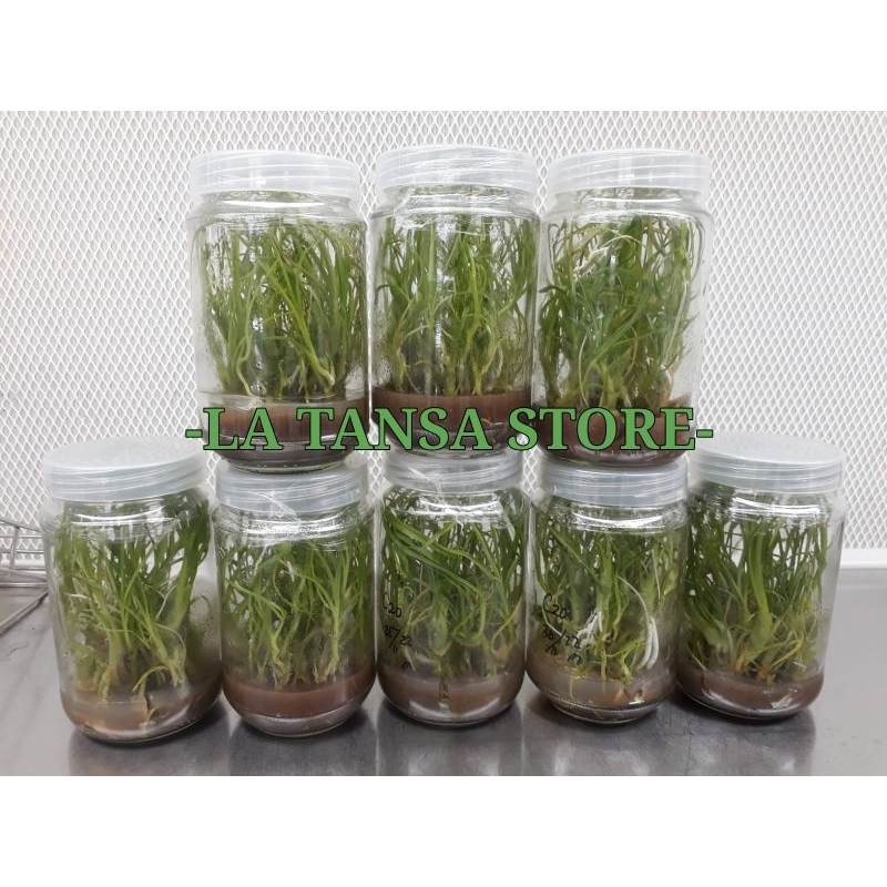 Bibit Botol Anggrek Catasetum