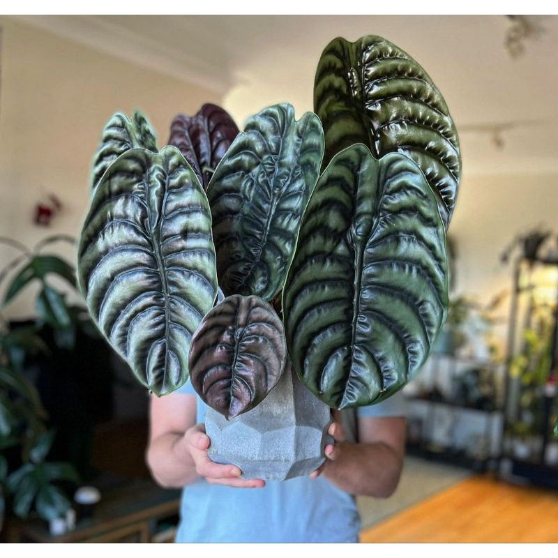 Alocasia Cuprea
