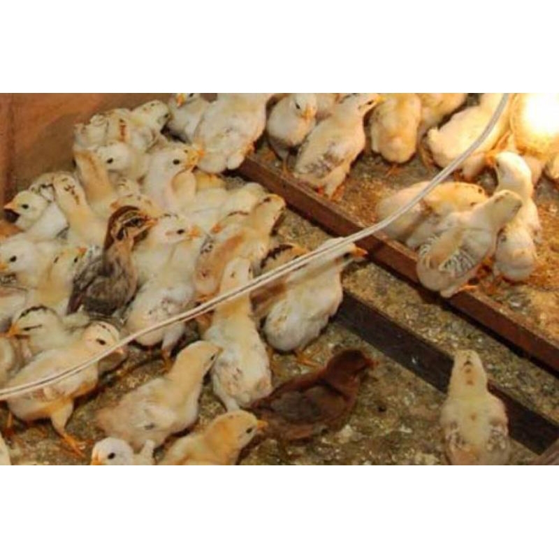 DOC ANAK AYAM ELBA RAS PETELUR U2-7