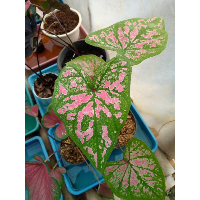 tanaman hias keladi hybrid