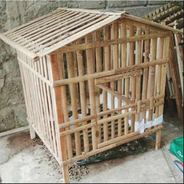 Kandang ayam jago kandang ayam bambu
