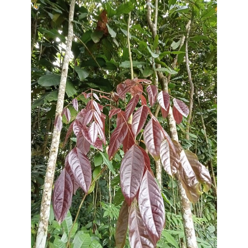 

Daun Jengkol segar 500 gr