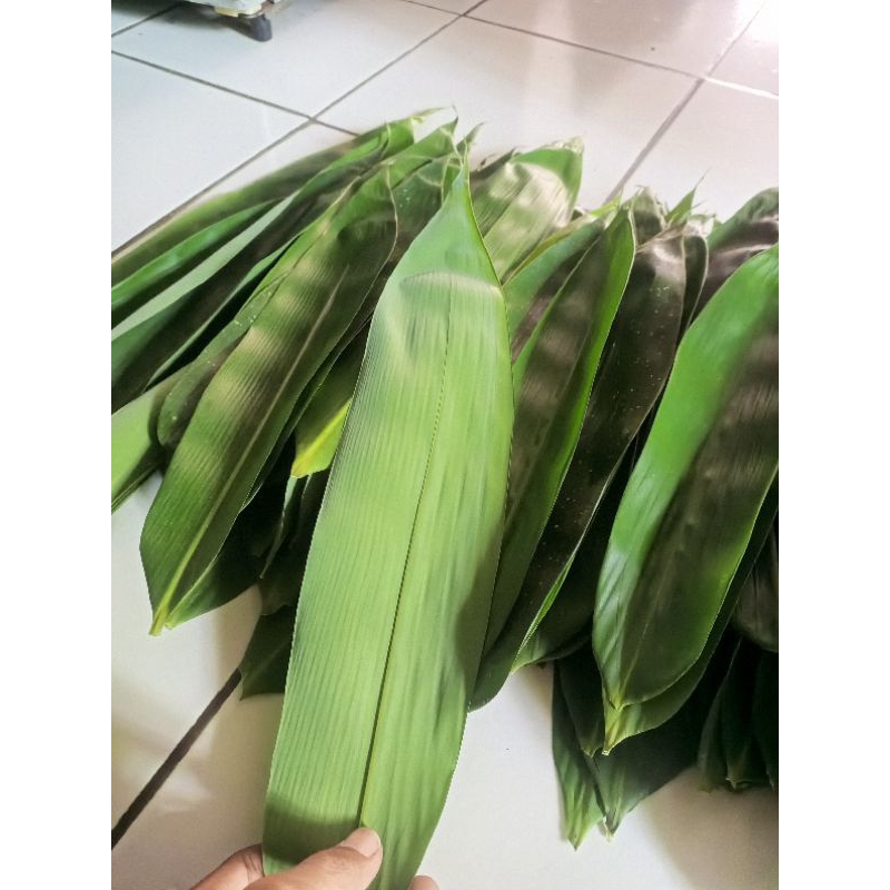 

Daun Bambu Segar Bungkus Bacang Bakcang Ukuran Random