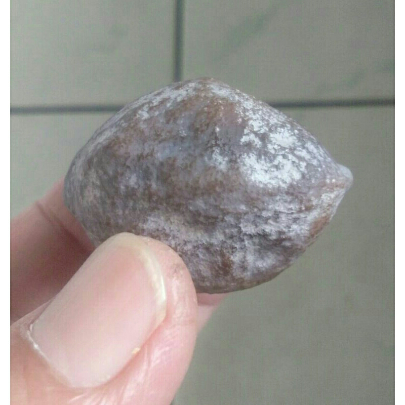 Kemiri Adu Muncang Adu Jawa Ori Urgen Size Besar