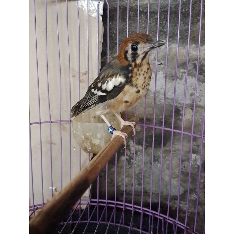 burung anis kembang trotol