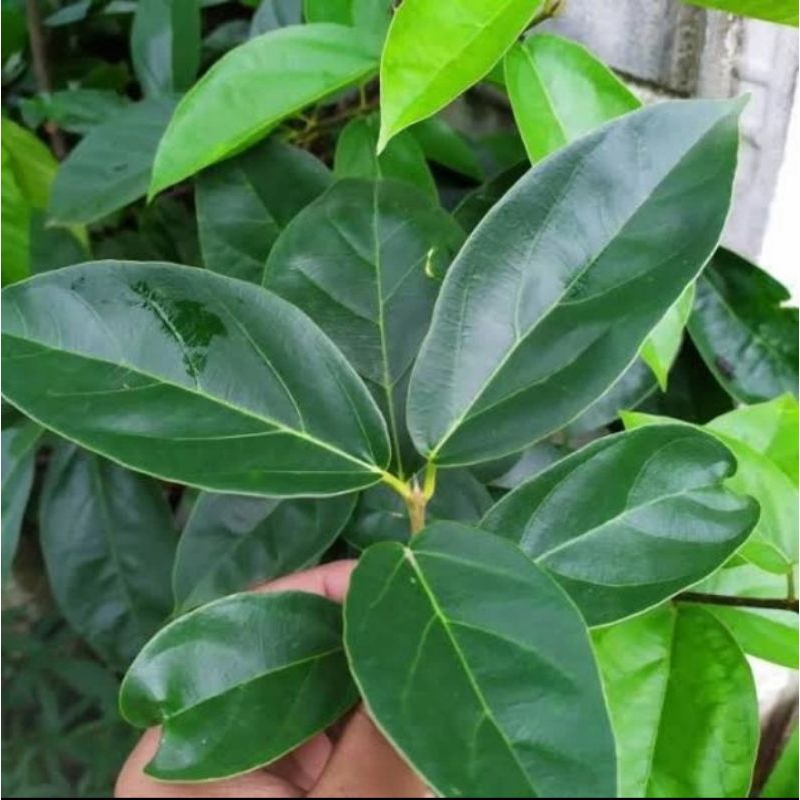 

10 lembar daun cincau segar di ambil dadakan terlaris