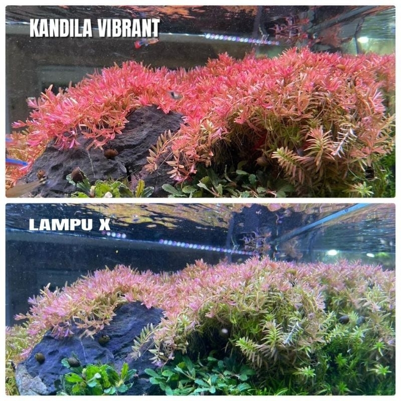 Lampu Led Atas Aquarium Aquascape KANDILA VIBRANT + UVA &amp; UVB V 800