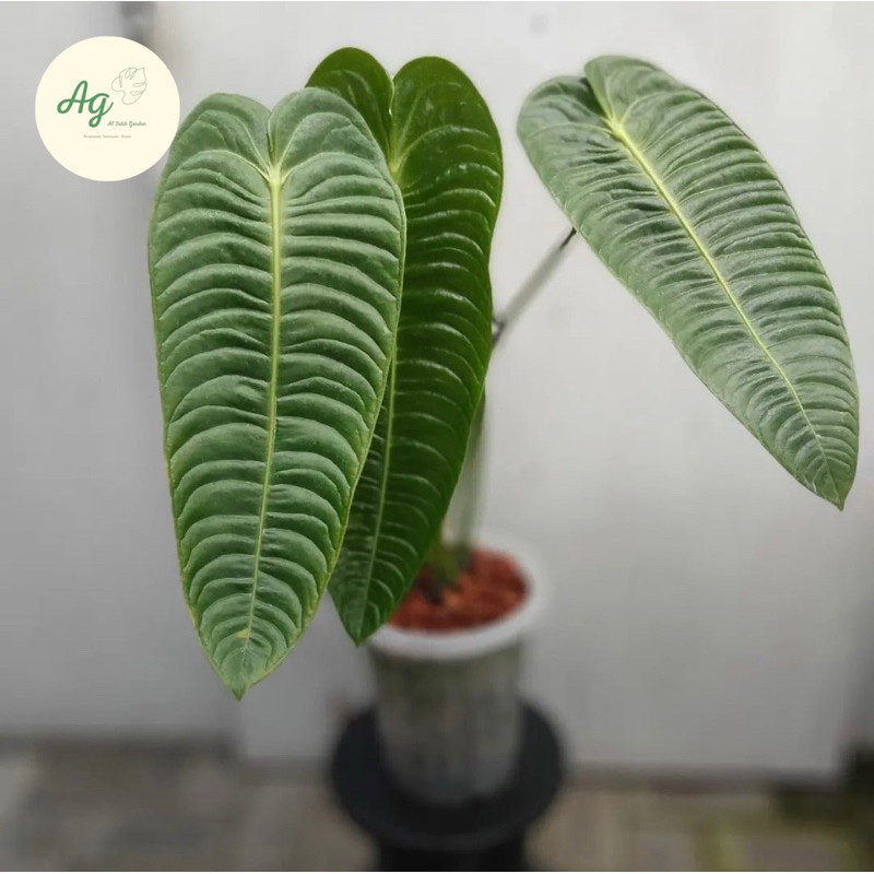 anthurium king veitchii