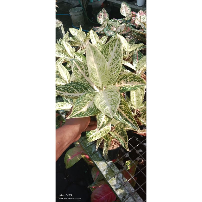 aglaonema white legacy