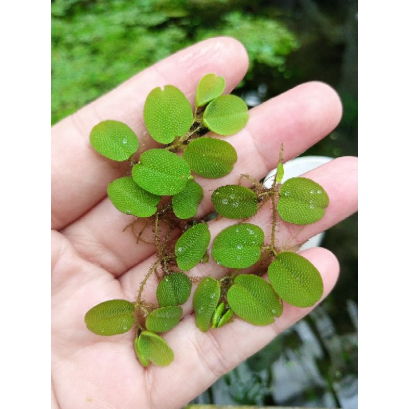 tanaman aquarium tanaman air tanaman apung kayambang