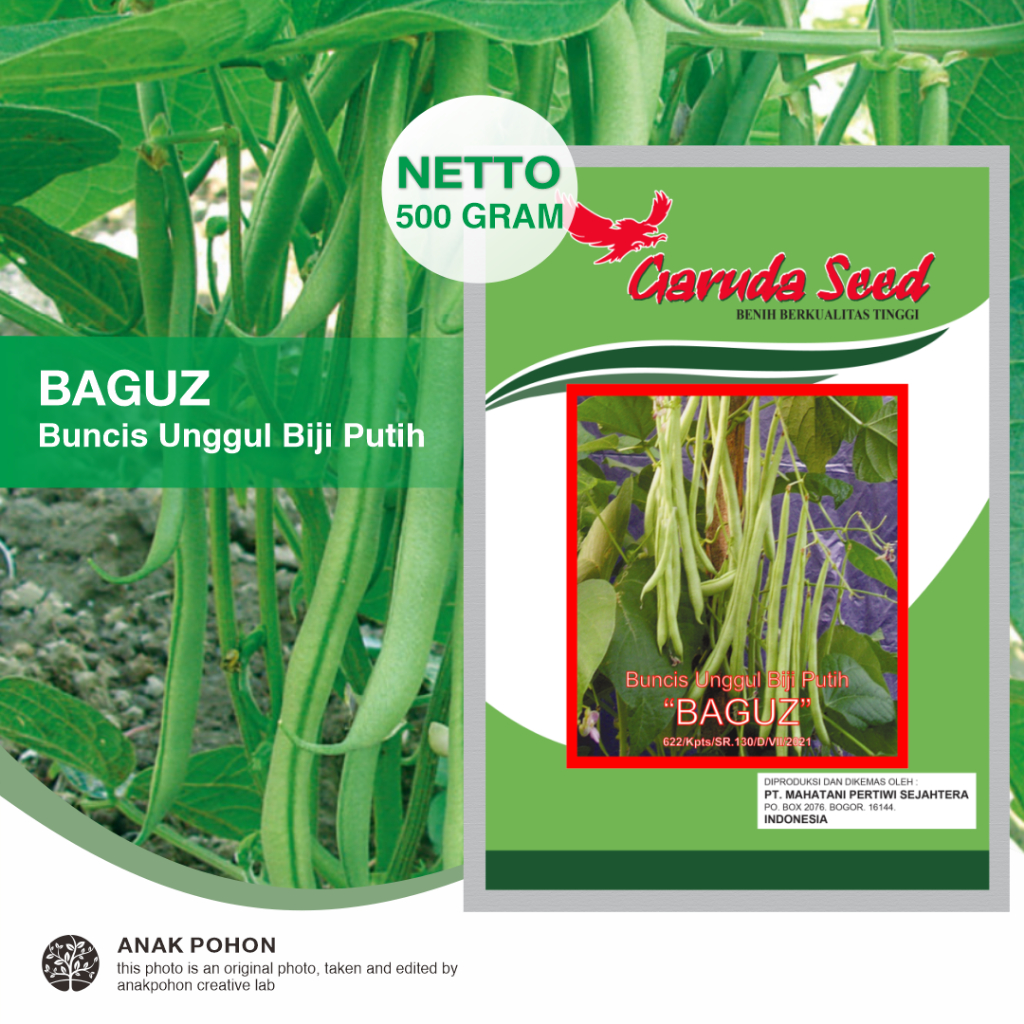 (1 PACK) Benih Buncis Unggul Biji Putih BAGUZ Seeds - Garuda Seed - 500 GRAM