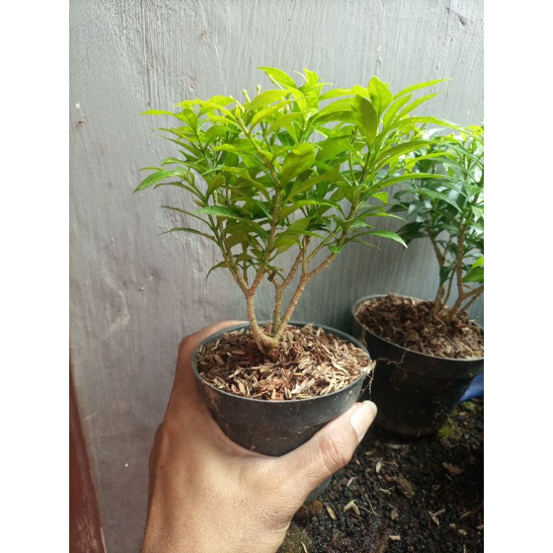 TANAMAN PALUDARIUM TERRAIUM BAHAN BONSAI ROMBUSA