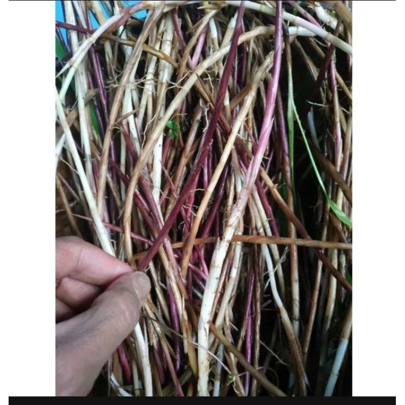 

AKAR ALANG ALANG SEGAR 500GRAM