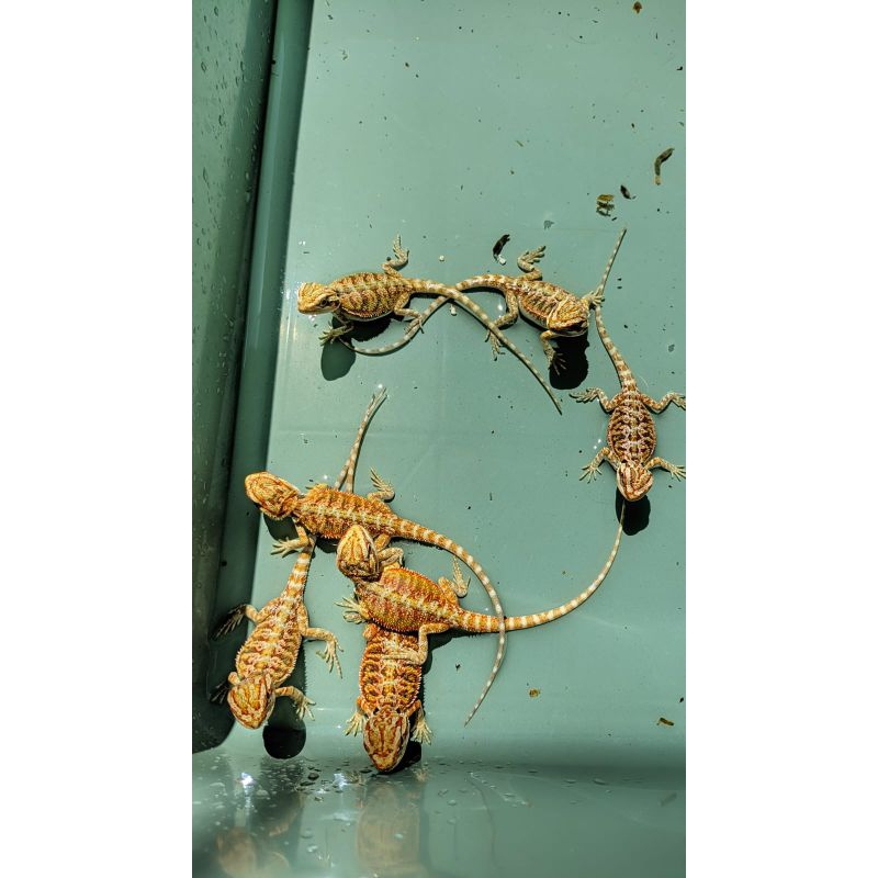 Baby bearded dragon hypo het poss trans