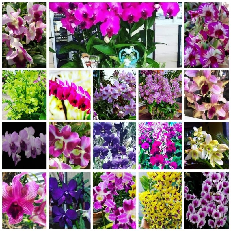 Anggrek Dendrobium Remaja Jumbo Murah clone import Bangkok Original Plant