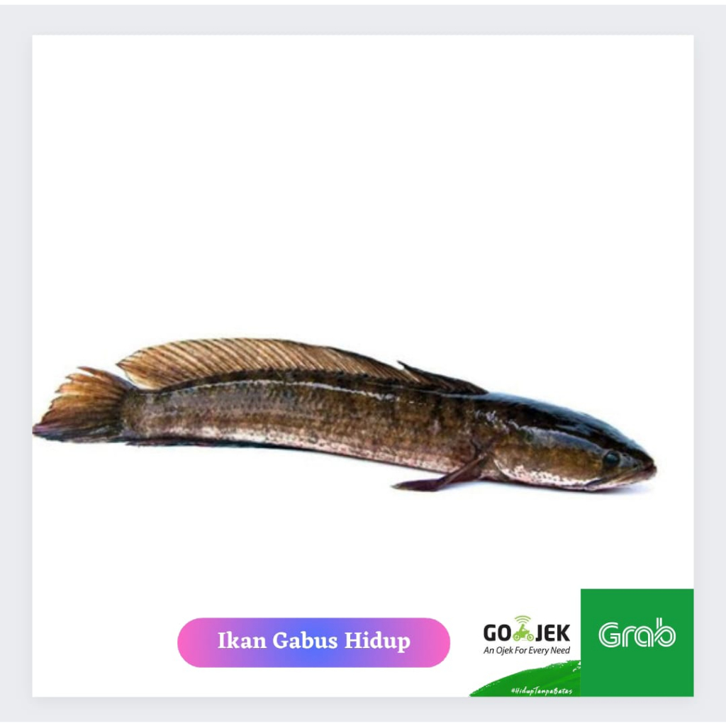 Ikan Gabus Hidup Segar 1Kg