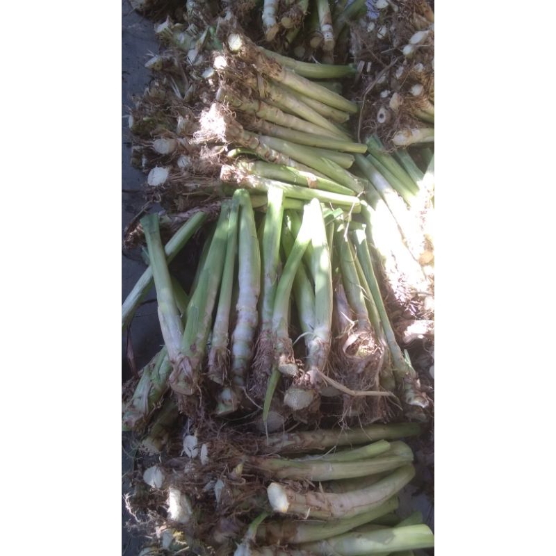 bibit stek batang rumput odot/batang