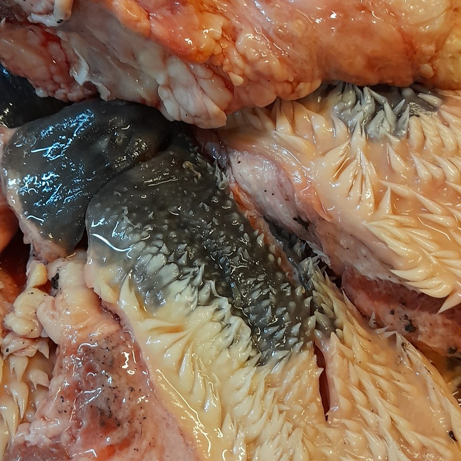 

Beef Lips Import Cingur Sapi