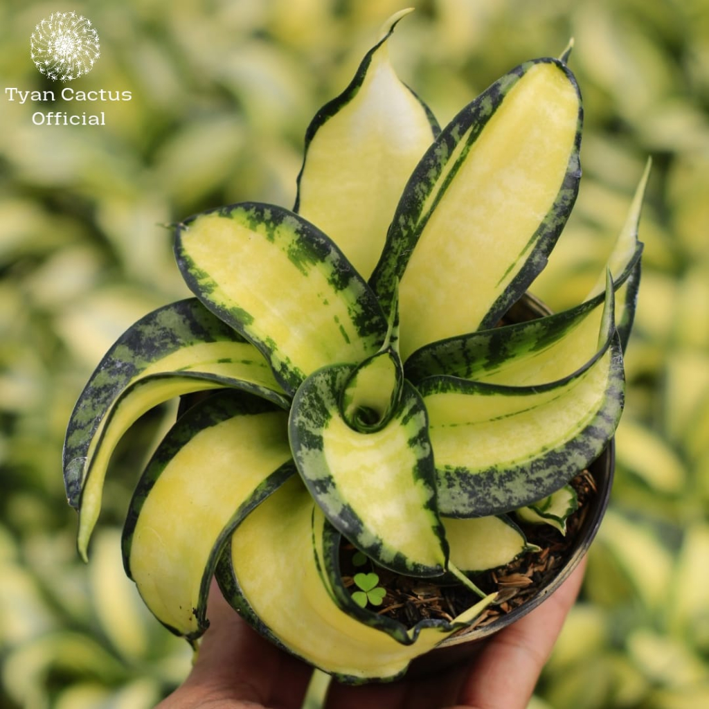 Sensivera Golden wendys  | Tanaman Succulent | Free Pot Hitam | Tanaman Hias Hidup Bukan Artificial 