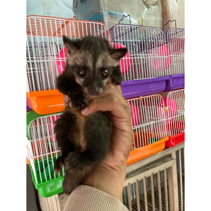 Muspan mandiri dan baby spet