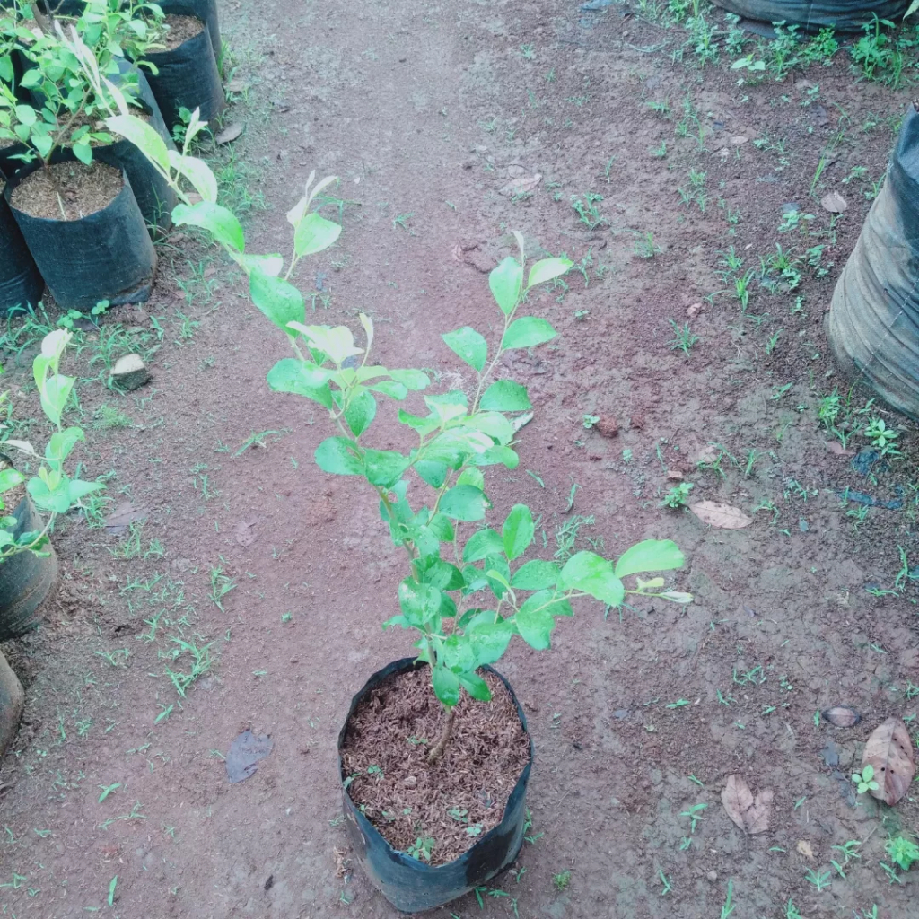 Bibit apel putsa/apel india okulasi unggul