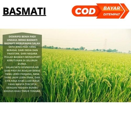 Benih Bibit Padi Basmati 1 Kg Padi India Berkualitas