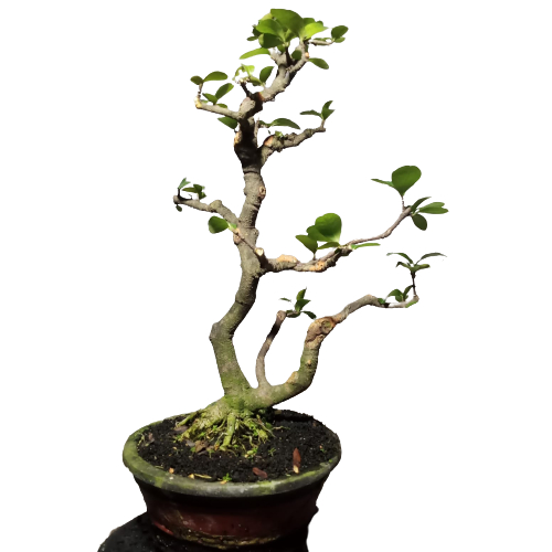TANAMAN BONSAI SIANCI BARBADOS CHERY BAHAN JADI PROSPEK BAGUS