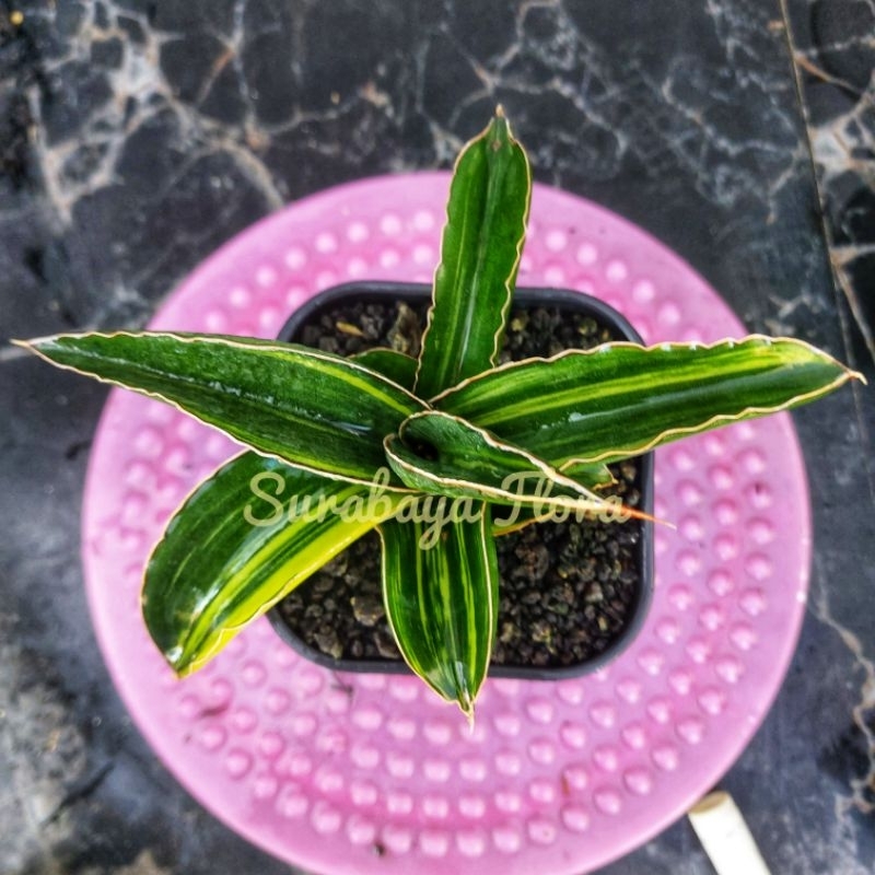 Sansivera Lavranos 23295 Varigata Mewah #02