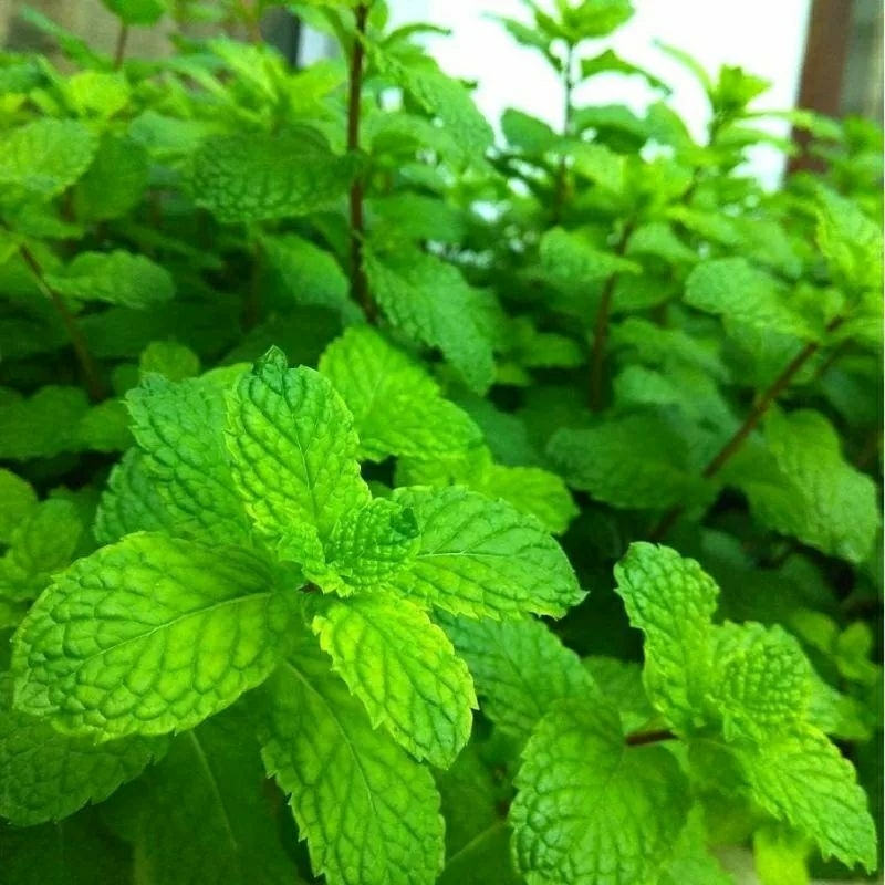 5biji bibit/ benih herbal daun mint