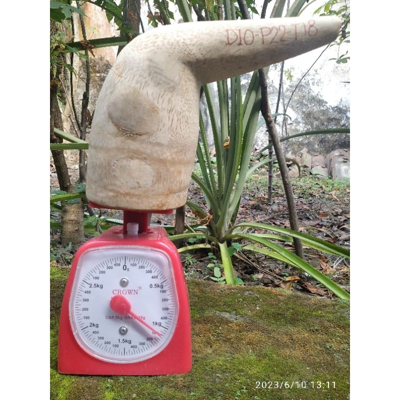 Brungki / ulekan akar bambu jumbo / muntu besar bonggol bambu