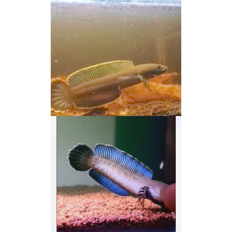 

andrao 7cm
